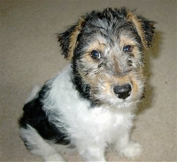 what does a wire fox terrier look like