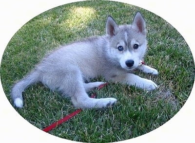 black wolf dog hybrid puppies