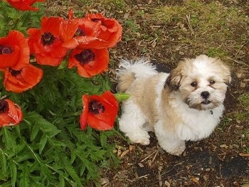 The right side of a white and brown Zuchon puppy that is sitting next to a red flowered bush.