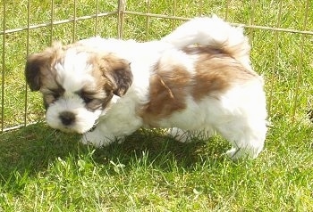 Side view - A fluffy, little white with brown Zuchon puppy is standing on grass inside of a metal x-pen. It is looking down and forward.