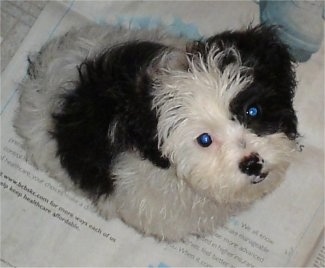 Top down view of a small, soft looking, black and white Zuchon puppy that is looking up. It is sitting on newspaper.
