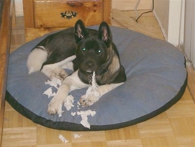 Conrad the Akita is chewing on toilet paper and laying on a dog bed. Conrad is looking at the camera holder with the paper hanging out of his mouth
