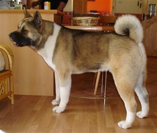 The left side of a brown and tan with black Akita standing on hardwood floor in the kitchen