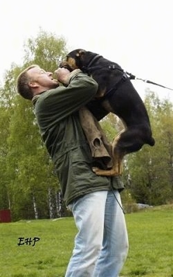 The left side of a black with brown Alano Español climbing up a person practicing schutzhund