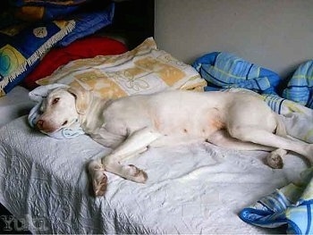 Yuki the white Doberman Pinscher is laying on her side on a bed with her head on a pillow