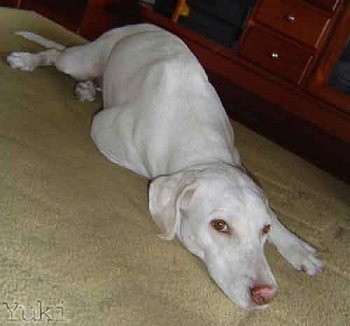 Yuki the white Doberman Pinscher is laying down on a tan carpet and there is a wooden cabinet behind it