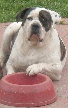 A white and black American Bulldog is laying on a brick top area with a red food bowl in front of him