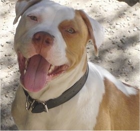 Close up - A tan and white American Bulldog is sitting in sandy gravel with its mouth open and its tongue out