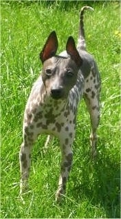A white and gray American Hairless Terrier is standing on grass with its tail up and it is looking forward.