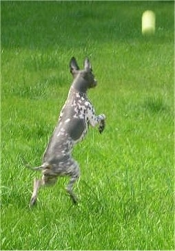 The back right side of a gray with white American Hairless Terrier that is jumping in the air after a tennis ball