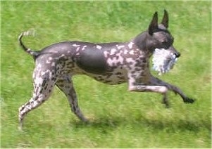 The right side of a gray with white American Hairless Terrier that is running across a field with a dog rope toy in her mouth.
