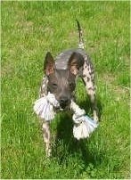A gray with white American Hairless Terrier is standing on grass with its tail up. It has a dog rope toy in its mouth.