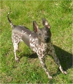 The front right side of a gray with white American Hairless Terrier that is standing on grass and it is looking up.