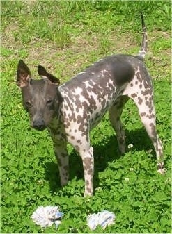 The front left side of a gray with white American Hairless Terrier that is standing in a field with a dog rope toy on the ground in front of her