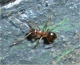 Close Up - Ant Walking on a wet surface