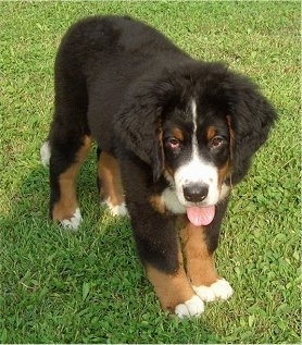 Zara the Bernese Mountain Dog puppy standing in grass with its tongue out with droopy eyes