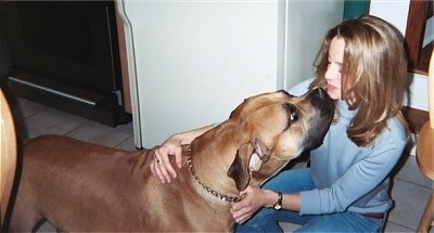 Thor the Boerboel licking a lady on the chin in a kitchen