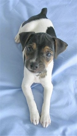 Brazilian Terrier dog breed