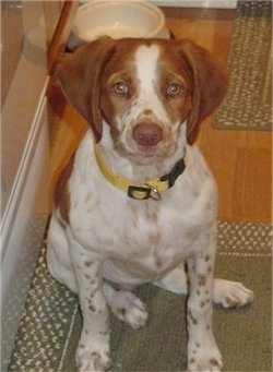 Maddy the Brittany Spaniel Puppy sitting on a rug and looking at the camera holder with a white dog dish in the background