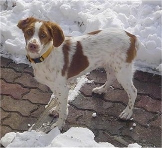 Maddy the Brittany Spaniel standing on a brick path in between the snow