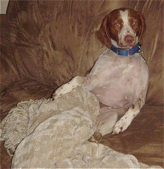 Maddy the Brittany Spaniel sitting on a brown swade couch with its paws under a tan blanket