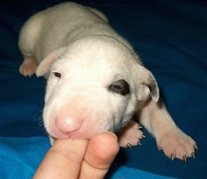 Close Up - Amba the tiny Bull Terrier puppy laying on a blue blanket with a person's finger in its mouth