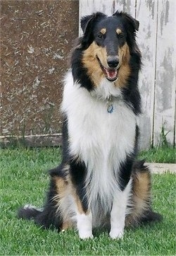 Luke the drop eared black, tan and white Tricolor Collie is sitting outside in grass. There is a wooden fence behind it with chipped white paint all over it