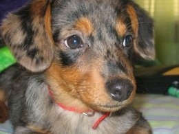 dachshund corgi mix for sale