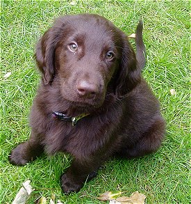 A brown Flat-Coated Retriever puppy is sitting outside and looking up. Its head is tilted to the right
