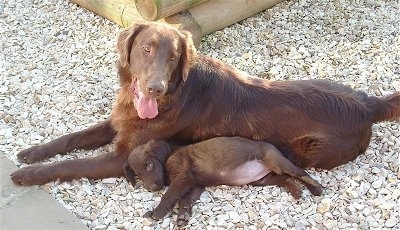 A brown Flat-Coated Retriever dog is laying  in white stone next to a A brown Flat-Coated Retriever puppy.