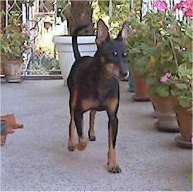 A black and tan German Pinscher is walking across a porch. There is a line of flowers in a pot next to it