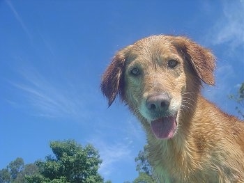 A happy looking wet Golden Retriever is standing outside with the blue sky above it. The photo is taken from the ground. 