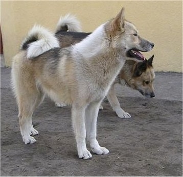 A white and tan with black and a Tan, black and white Greenland Dog are standing next to each other in dirt in front of a yellow building.