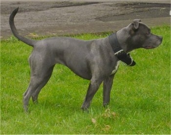 A grey with white Irish Staffordshire Bull Terrier is standing in grass looking to the left