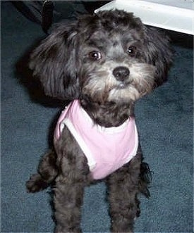 A black with white Lhasa-Poo is wearing a pink shirt looking forward.