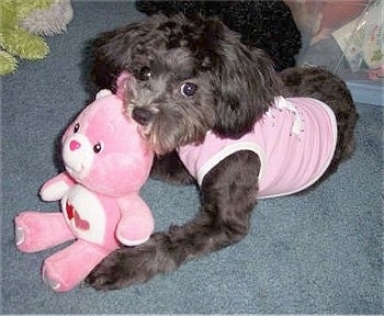 A black with white Lhasa-Poo is wearing a pink shirt laying on a blue carpet. There is a pink Care Bear in front of it.