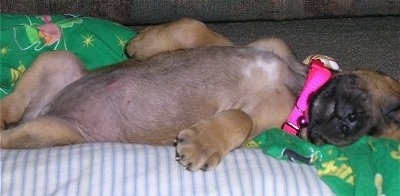 A small Rhodesian Ridgeback puppy is wearing a hot pink collar sleeping belly-up on her back on a blue and white striped pillow and a green comforter with leprechauns on it.