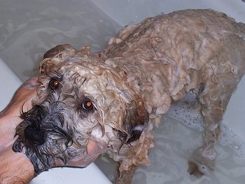 Top down view of a wet tan with black Soft Coated Wheaten Terrier dog that is standing in a tub of water. A person has there hands under its neck and the soapy dog is looking up.