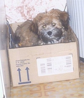 A brown with black, thick coated, soft looking Zuchon dog standing in a cardboard box and it is looking forward. Its ears are hanging down to the sides and its eyes are glowing yellow. Its muzzle is black, its body is tan and its ears are brown with black tips.