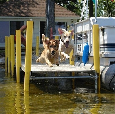 Simba, the Golden Retriever (left) and Zeus the Yellow Lab are jumping off of a dock into a body of water. There is a boat next to the dock