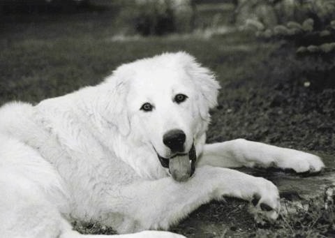 Black and white photo of a happy looking, large breed, thick coated Akbash dog laying in the woods. It has dark eyes and ears that hang down to the sides of its head. The dog's tongue is showing.