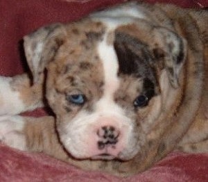 Blue-eyed Alapaha Blue Blood Bulldog puppy laying on a blanket - Closeup