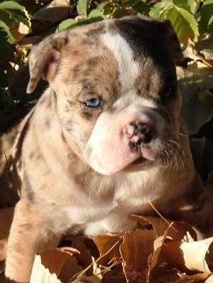 Alapaha Blue Blood Bulldog puppy outside sitting in the leaves