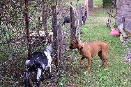 The Goats are standing behind a wire fence with Allie the Boxer on the other side who staring at them and wanting to pounce