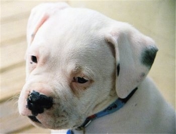 Close Up - A white with black American Bulldog puppy is sitting on a staircase. It is looking down and to the left.