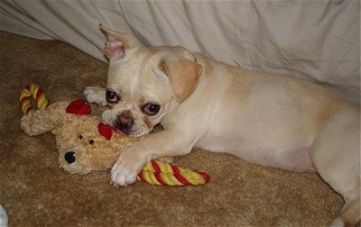 The left side of a tan American Bullnese is laying on a carpet with a stuffed dog toy in its mouth