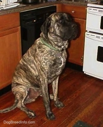 The right side of a brindle American Mastiff that is sitting in a kitchen.