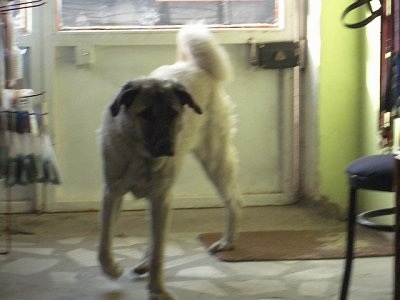 A tan Kangal Dog is walking away from a door inside of a house.