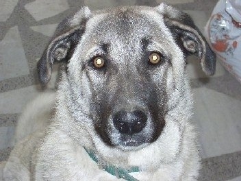 Close Up head shot - A tan Kangal Dog is sitting in a house