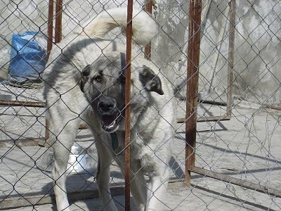 A tan Kangal Dog is walking around an outdoor dog kennel